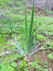 Sisyrinchium striatum
