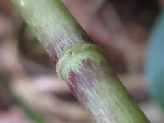 Polygonatum lasianthum