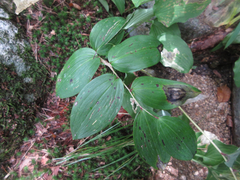 Polygonatum lasianthum