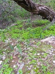 Sisyrinchium striatum