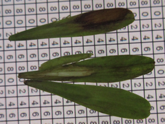 Fraxinus sieboldiana