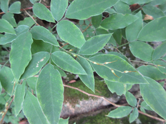 Lespedeza maximowiczii