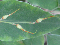 Lespedeza maximowiczii