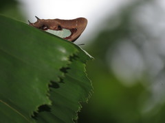 Polyura hebe plautus