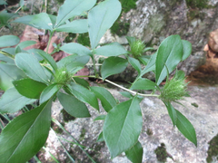 Atractylodes lancea