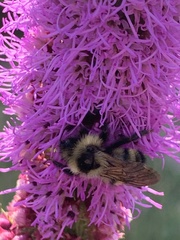 Bombus citrinus