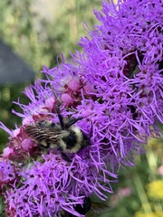 Bombus citrinus