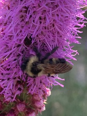 Bombus citrinus