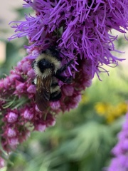 Bombus citrinus