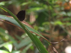 Elymnias hypermnestra beatrice