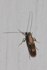 Caloptilia cornusella