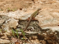 Aspidoscelis angusticeps angusticeps