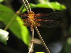 Hydrobasileus croceus