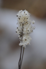 Anemone cylindrica