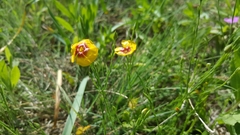 Linum rigidum