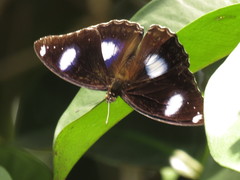 Hypolimnas bolina bolina