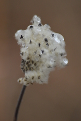 Anemone cylindrica