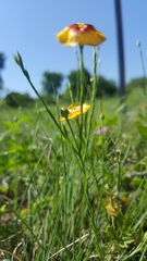 Linum rigidum