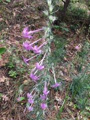 Ipomopsis macrosiphon