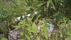 Physalis virginiana