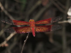 Camacinia gigantea
