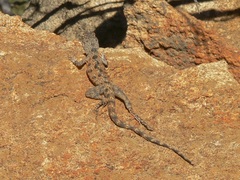 Ctenophorus caudicinctus