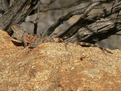 Ctenophorus caudicinctus