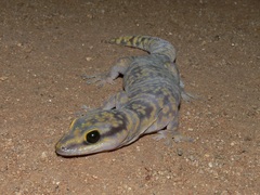 Oedura fimbria