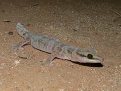 Oedura fimbria