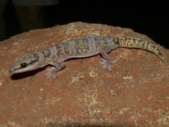 Oedura fimbria