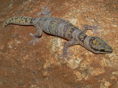 Oedura fimbria