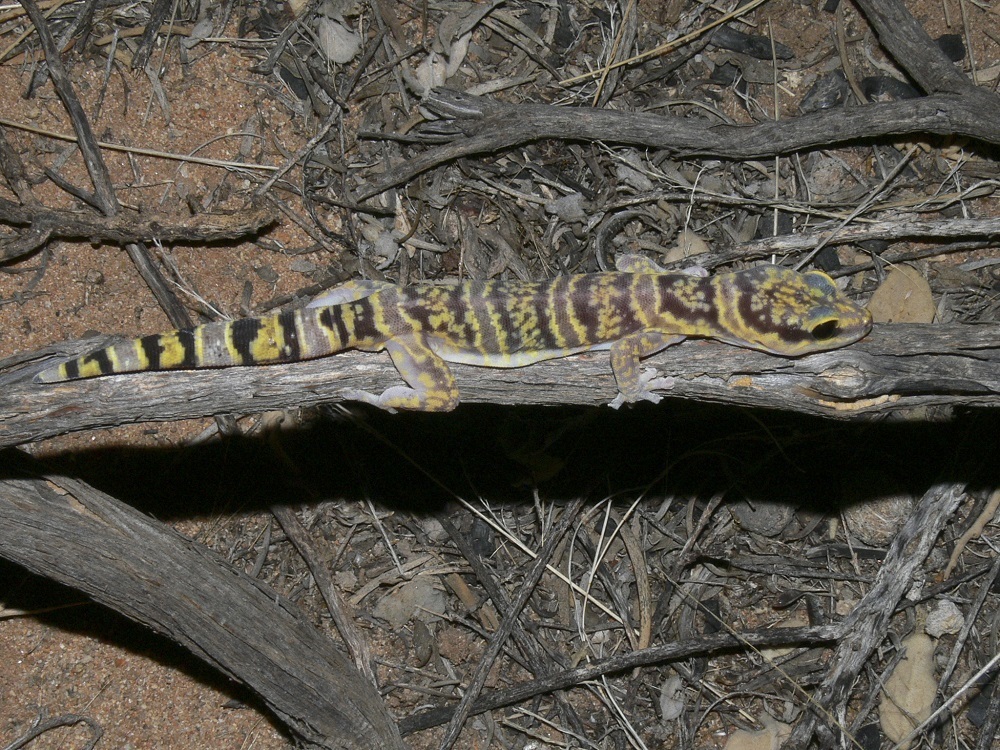 Western Marbled Velvet Gecko