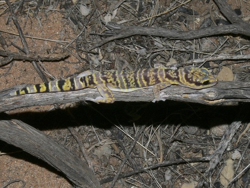 Western marbled velvet gecko, Oedura fimbria