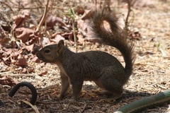 Sciurus niger