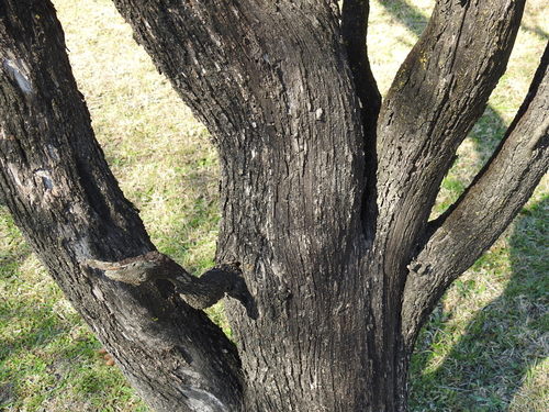 Image of Neltuma kuntzei by (c) patriciabenitez, some rights reserved (CC BY-SA)