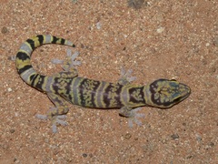 Oedura fimbria