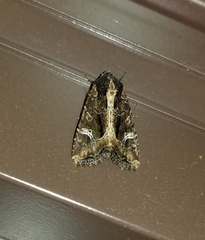 Helotropha reniformis