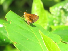 Iambrix salsala salsala