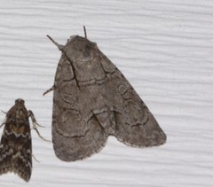 Acronicta radcliffei