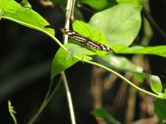 Phaedyma columella singa