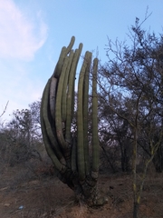 Trichocereus chiloensis chiloensis