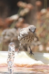 Haemorhous mexicanus