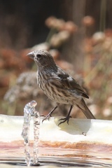 Haemorhous mexicanus