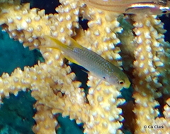 Neopomacentrus nemurus