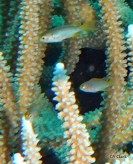 Neopomacentrus nemurus