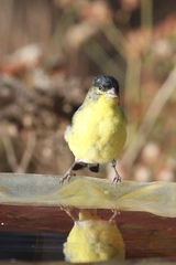 Spinus psaltria