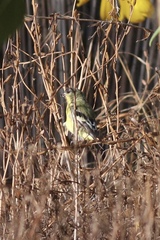 Spinus psaltria