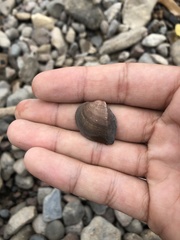 Truncilla