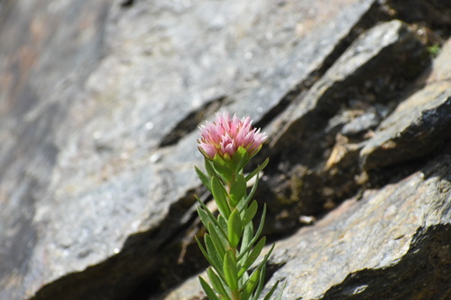 Clementsia rhodantha iNat (3)