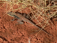 Ctenophorus isolepis